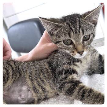 Toast -  Domestic Short Hair Cat for Adoption in Chapel Hill, North Carolina - Toast | PetCurious