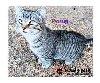 Penny AKA BT -  Domestic Short Hair Cat for Adoption in Council Bluffs, Iowa - Penny AKA BT | PetCurious