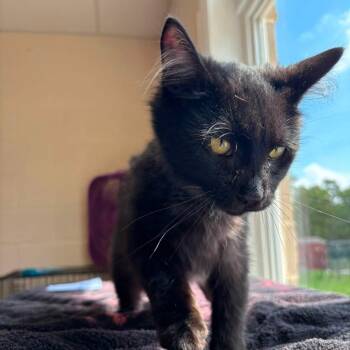 Hotch -  Domestic Short Hair Cat for Adoption in Waynesboro, Pennsylvania - Hotch | PetCurious