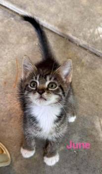 June Charity Ki. -  Domestic Short Hair Cat for Adoption in West Peoria, Illinois - June Charity Ki. | PetCurious