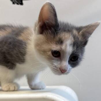 Aurora -  Domestic Short Hair Cat for Adoption in Naperville, Illinois - Aurora | PetCurious
