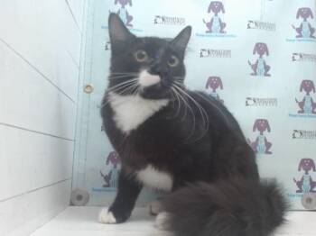 Domestic Long Hair Cats Available for Adoption in Orlando, Florida - LUXOR LUGH | PetCurious