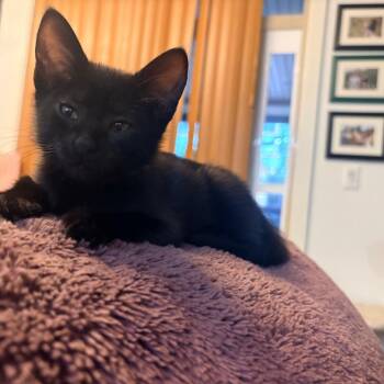 Saske -  Domestic Short Hair Cat for Adoption in Abbotsford, British Columbia - Saske | PetCurious