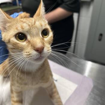 Ariella -  Domestic Short Hair Cat for Adoption in Summerville, South Carolina - Ariella | PetCurious
