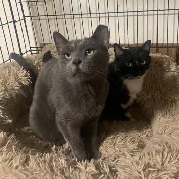 Domestic Short Hair Cats Available for Adoption - Spruce | PetCurious