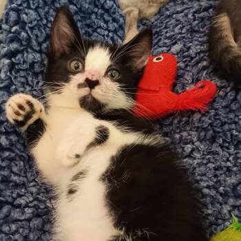 Smudge -  Domestic Short Hair Cat for Adoption in Melrose, Florida - Smudge | PetCurious