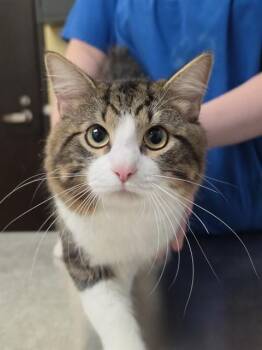 Domestic Long Hair and Domestic Short Hair Cats Available for Adoption in Cookeville, Tennessee - MORTY | PetCurious