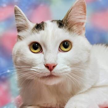 Maxie - Rancho Cucamonga PetSmart -  Domestic Short Hair Cat for Adoption in Yorba Linda, California - Maxie - Rancho Cucamonga PetSmart | PetCurious