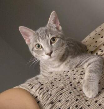 Dixie -  Domestic Short Hair Cat for Adoption in Mokena, Illinois - Dixie | PetCurious