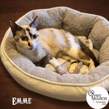 Emme -  Siamese and Domestic Short Hair Cat for Adoption in Washington, Pennsylvania - Emme | PetCurious