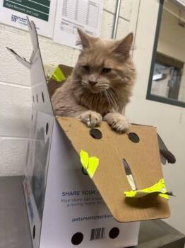 Rescue Domestic Long Hair Cats for Adoption in Fruit Heights, Utah - Samurai | PetCurious