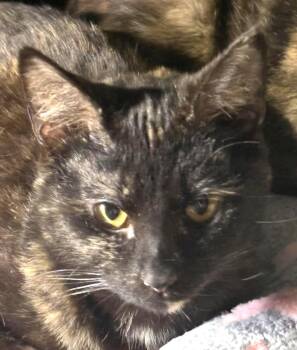 Chive -  Domestic Short Hair Cat for Adoption in Dalzell, Illinois - Chive | PetCurious