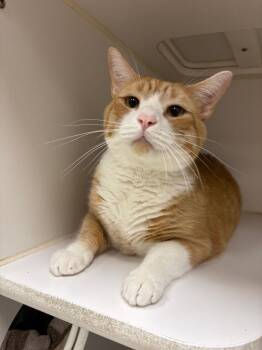 Buddy Jr. (E. Fairview) -  Domestic Short Hair Cat for Adoption in Johnson City, Tennessee - Buddy Jr. (E. Fairview) | PetCurious