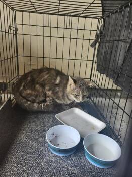DAWN -  Domestic Short Hair Cat for Adoption in San Antonio, Texas - DAWN | PetCurious