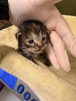 Domestic Short Hair Cats Available for Adoption in Riverside, California - BUFFY | PetCurious