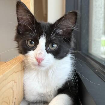 Tom -  Domestic Medium Hair Cat for Adoption in Friendswood, Texas - Tom | PetCurious
