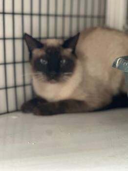 Siamese seal point -  Domestic Short Hair Cat for Adoption in Green River, Wyoming - Siamese Seal Point | PetCurious