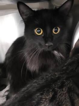 Wayne -  Domestic Medium Hair Cat for Adoption in Montreal, Quebec - Wayne | PetCurious