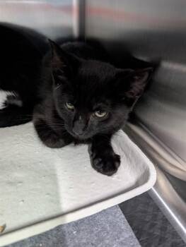 LEAH -  Domestic Short Hair Cat for Adoption in Westminster, Maryland - LEAH | PetCurious