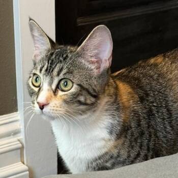 Amelia -  Domestic Short Hair Cat for Adoption in Pleasanton, California - Amelia | PetCurious