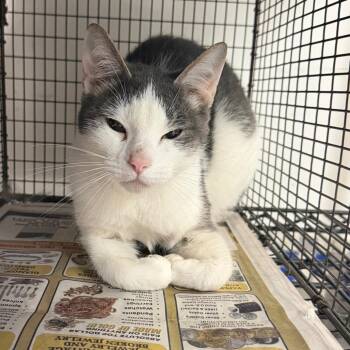 Lucy Bell -  Domestic Short Hair Cat for Adoption in Philadelphia, Pennsylvania - Lucy Bell | PetCurious