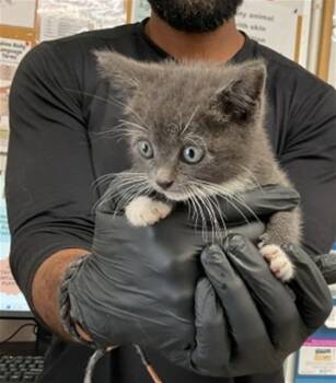 Rescue Domestic Short Hair Cats for Adoption in San Bernardino, California - CARTER | PetCurious