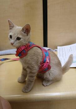 Makalo -  Tabby Cat for Adoption in Albuquerque, New Mexico - Makalo | PetCurious
