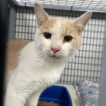 Fractious Lenny -  Domestic Short Hair Cat for Adoption in Columbiana, Alabama - Fractious Lenny | PetCurious