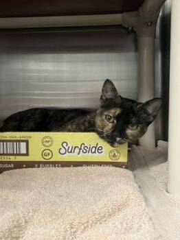 Domestic Short Hair Cats Available for Adoption - Galaxy | PetCurious