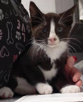 Kason -  Domestic Medium Hair Cat for Adoption in Henderson, North Carolina - Kason | PetCurious