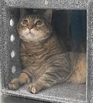 Winnie -  Domestic Short Hair Cat for Adoption - Winnie | PetCurious