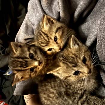 Twitch CH Kitten -  Domestic Short Hair Cat for Adoption in Ringtown, Pennsylvania - Twitch CH Kitten | PetCurious