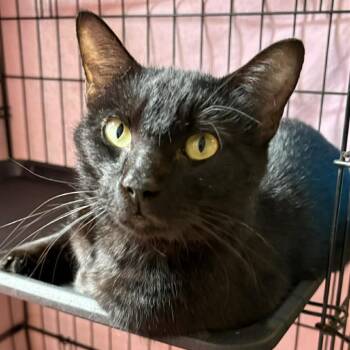 Domestic Short Hair Cats Available for Adoption in Washington, District Of Columbia - Rita | PetCurious