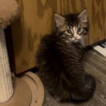 Domestic Long Hair Cats Available for Adoption in Overland Park, Kansas - David Rose | PetCurious