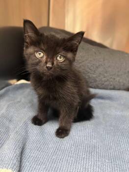 Goose -  Domestic Short Hair Cat for Adoption in Greensboro, North Carolina - Goose | PetCurious