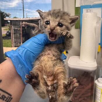 Arthur -  Domestic Short Hair Cat for Adoption in Columbiana, Alabama - Arthur | PetCurious
