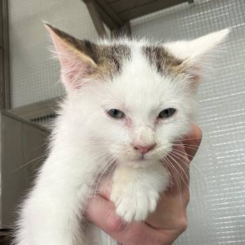 Banjo -  Domestic Short Hair Cat Available for Adoption in Carroll, Iowa - Banjo | PetCurious
