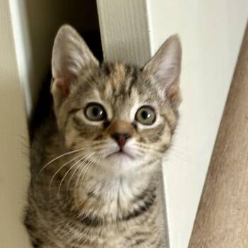 Domestic Short Hair Cats Available for Adoption in Temecula, California - Kit Kat | PetCurious