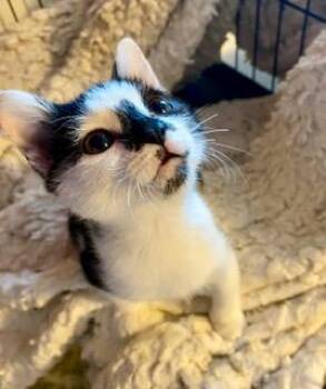 Rescue Domestic Short Hair Cats for Adoption in Noble, Oklahoma - Domino | PetCurious