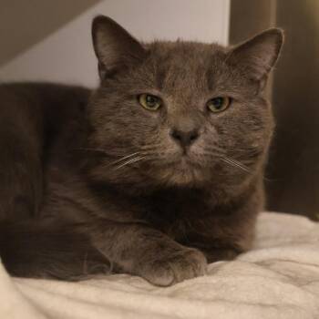 Domestic Short Hair Cats Available for Adoption in Briarcliff Manor, New York - Astro | PetCurious