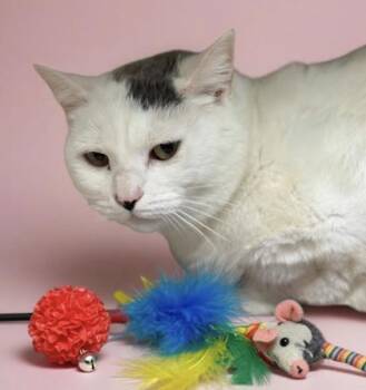 Domestic Short Hair Cats Available for Adoption in Bowling Green, Kentucky - Alice | PetCurious