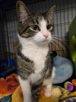 Domestic Short Hair Cats Available for Adoption - 2026-10 Ruby | PetCurious