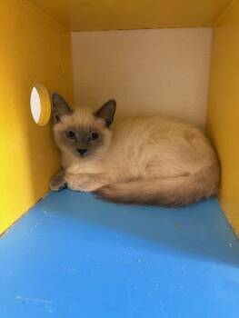 Ragdoll Cats Available for Adoption - Kitten 27551 | PetCurious