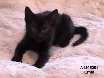 Rescue Domestic Short Hair Cats for Adoption in San Jose, California - ERNIE | PetCurious