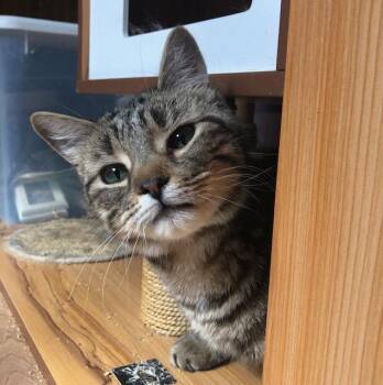 Tabby Cats Available for Adoption - Spring (w/ Jade) | PetCurious