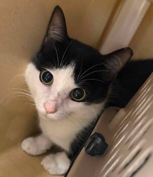Tillery -  Domestic Short Hair Cat for Adoption in Raleigh, North Carolina - Tillery | PetCurious