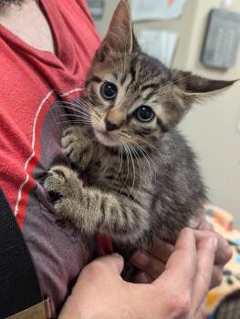 Domestic Short Hair Cats Available for Adoption in Trenton, New Jersey - Mica | PetCurious