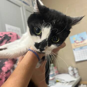 Jasmine -  Domestic Short Hair Cat for Adoption in Lewisburg, West Virginia - Jasmine | PetCurious