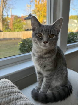 Rescue Domestic Short Hair Cats for Adoption in Herndon, Virginia - Monkey | PetCurious
