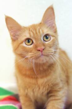 Rescue Domestic Medium Hair and Tabby Cats for Adoption in Sautee Nacoochee, Georgia - Cider | PetCurious